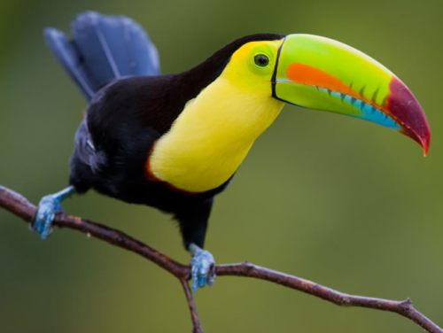 A toucan in Costa Rica