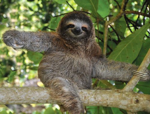 Hug a sloth in Costa Rica.  Actually, don't do that.