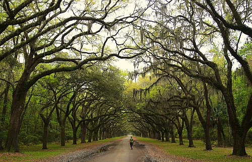 Wormsloe Historic Site near Savannah, Georgia