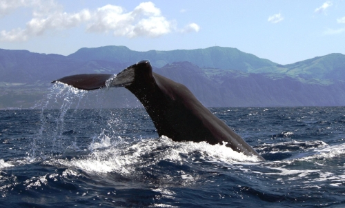 Whale watching in the Azores