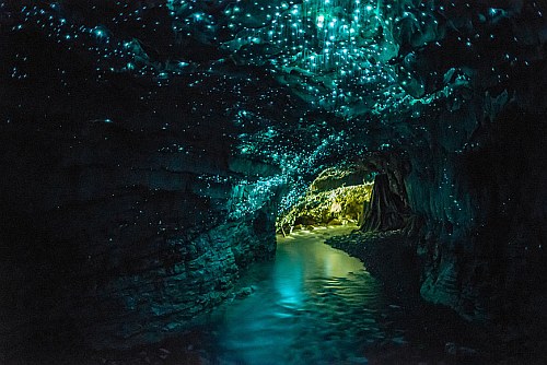 Waitomo glow worm caves near Auckland, New Zealand