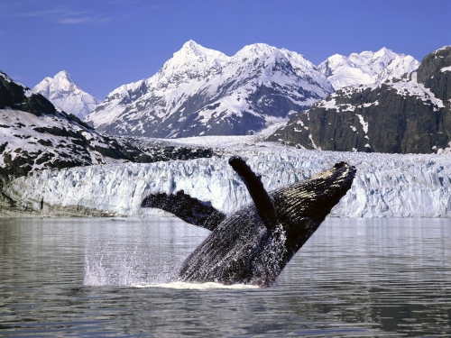 A humpback whale in Alaska