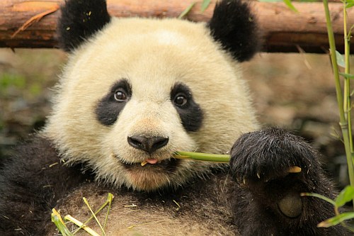 Giant Panda research base in Chengdu, China