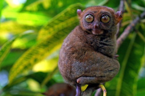 A tarsier on Cebu island in the Philippines